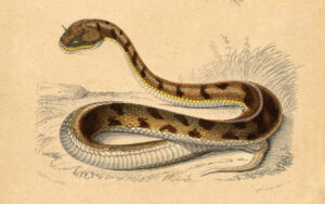 Desert Horned Viper