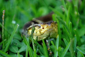 Fer-de-Lance