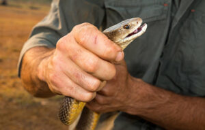 Taipan