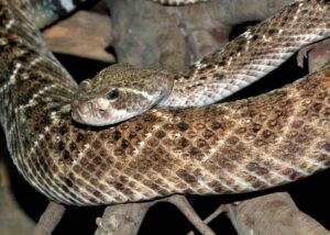 Western Diamondback Rattlesnake