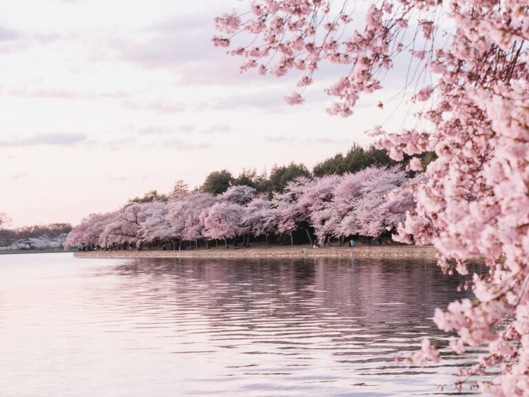 Cherry Blossoms in Japan: A Timeless Dance of Nature and Culture